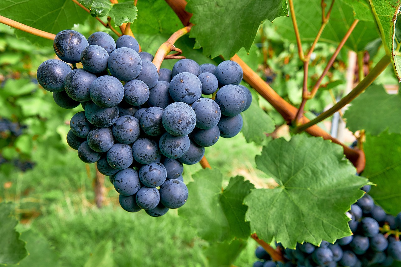 agrobio-trading-main-img