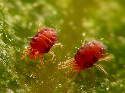 agrobio-trading-main-img